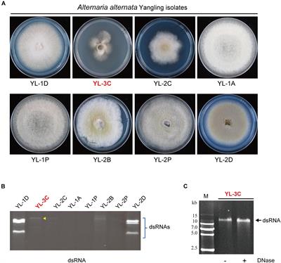 Identification of a Novel Hypovirulence-Inducing Hypovirus From Alternaria alternata